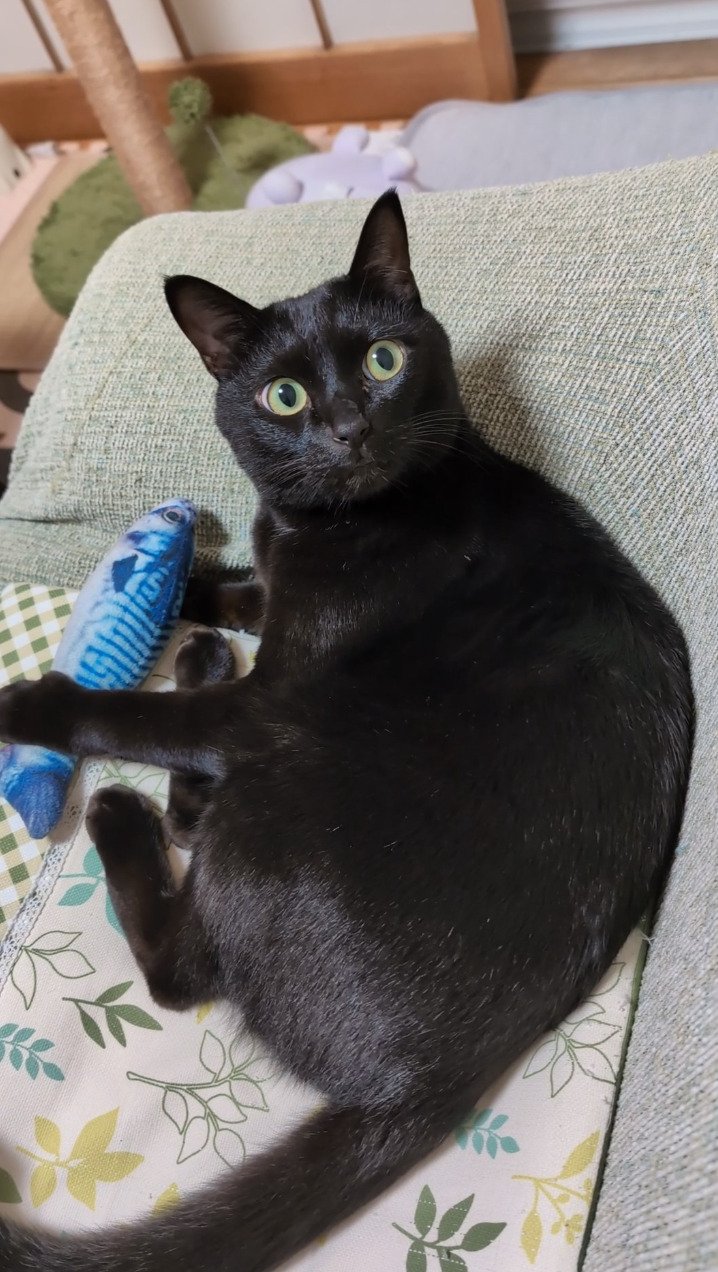 出所：@roko_kuroneko