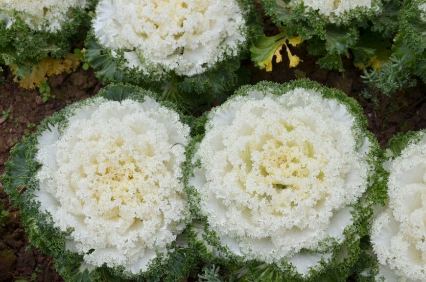 Pinkky_ja/shutterstock.com