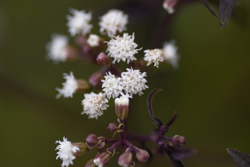tamu1500/shutterstock.com