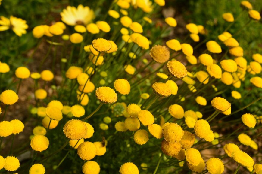 nikoniko/Shutterstock.com