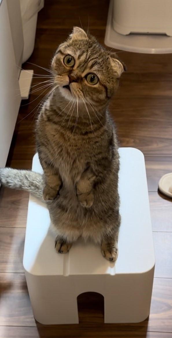 出所：@ponpokopontanu