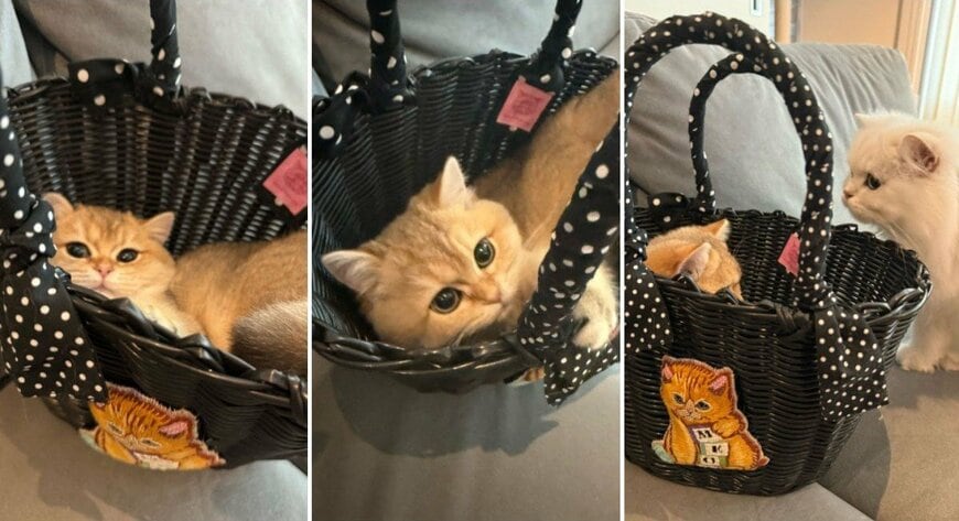 出所：@momosuikitty