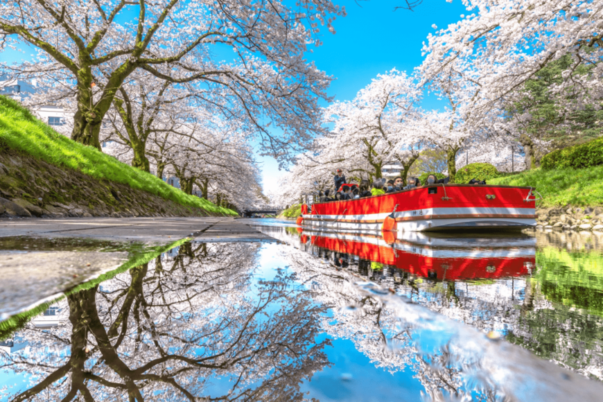 水たまりに映った「富山の本気」　桜と青空の美しさ全開の素晴らしい写真だった