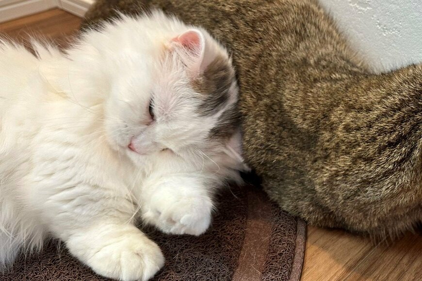 ちょうどいい枕を見つけた弟猫　無念のラストに反響「お顔がww」