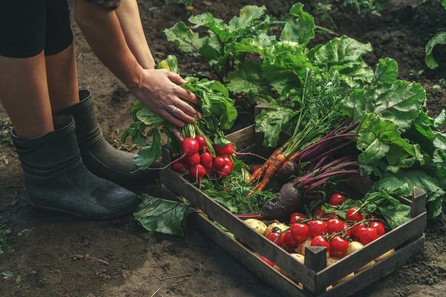 【春の家庭菜園】野菜がグングン育つ土作り！石灰は？肥料は？作り方やコツを詳しく解説