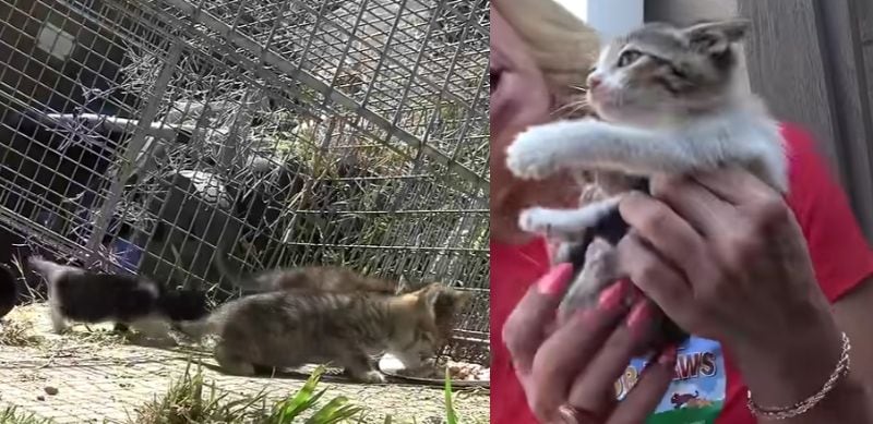 出所：<u><a href="https://www.youtube.com/watch?v=I6qnYNi-rKg" target="_blank">@hopeforpaws</a></u>