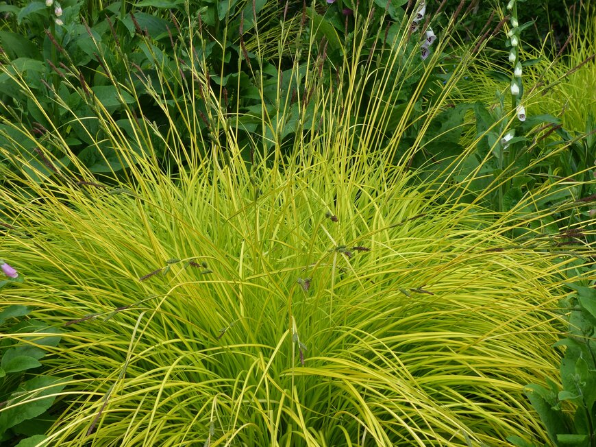 黄緑色の細い葉を広げている、カレックス