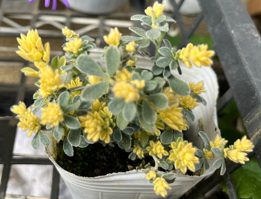 ロータス・ブリムストーン