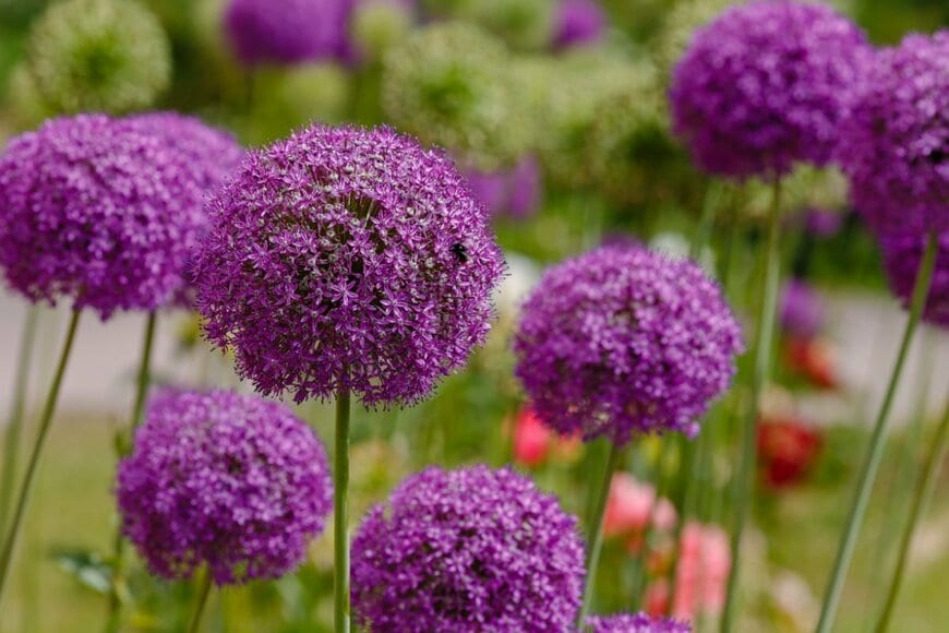 紫色の花を球場に咲かせているアリウム