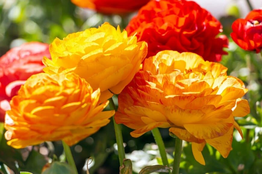 オレンジや黄色の花を咲かせているラナンキュラス