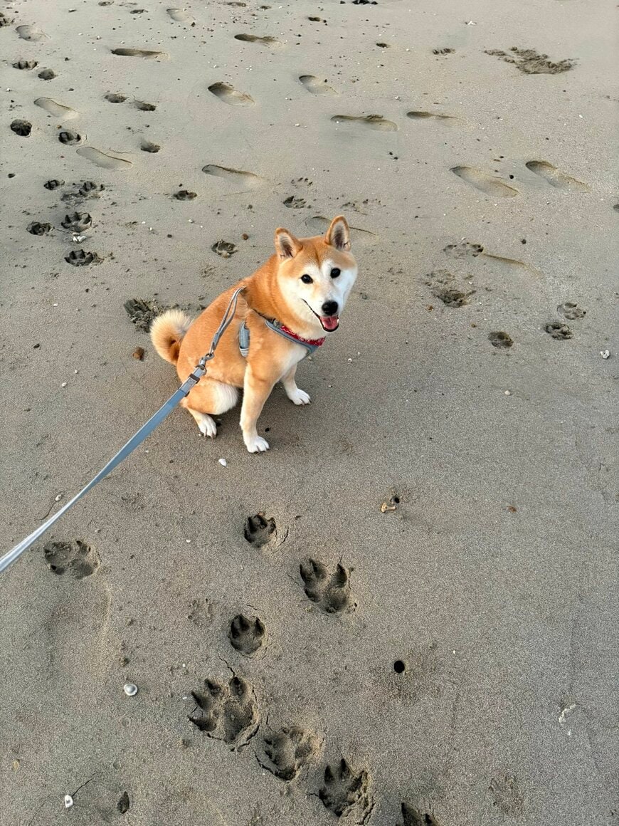 この大きな足跡の主は？