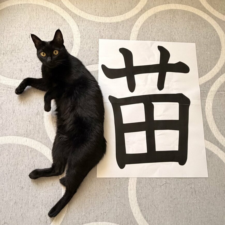 「苗」のとなりで体を伸ばすノアールちゃん