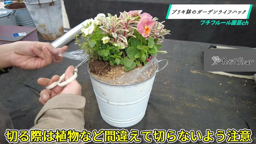 ブリキ鉢からはみ出たポリ袋をカットする