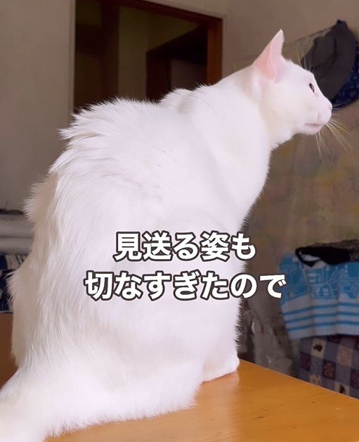 全力で引き留める猫