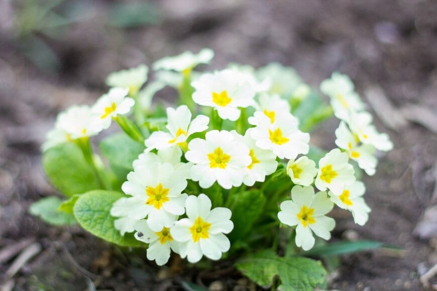 白い花を咲かせている、プリムラ・ジュリアン。花の中央は黄色