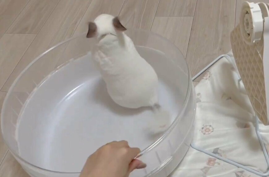 チンチラと回し車