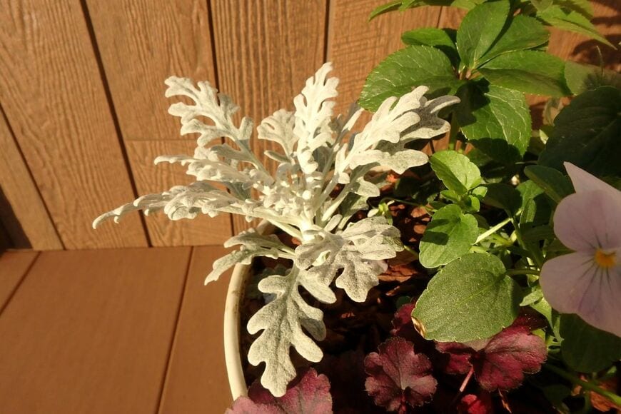 白い葉を広げている、シロタエギク