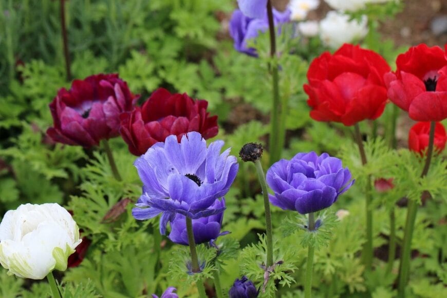 青、赤、白などの色の花を咲かせているアネモネ