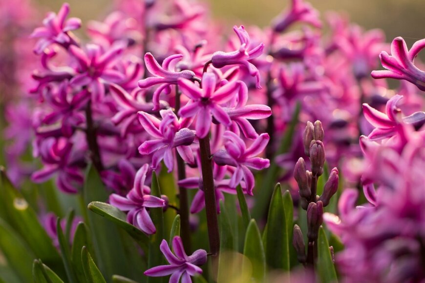 ピンク色の花を咲かせている、ヒヤシンス