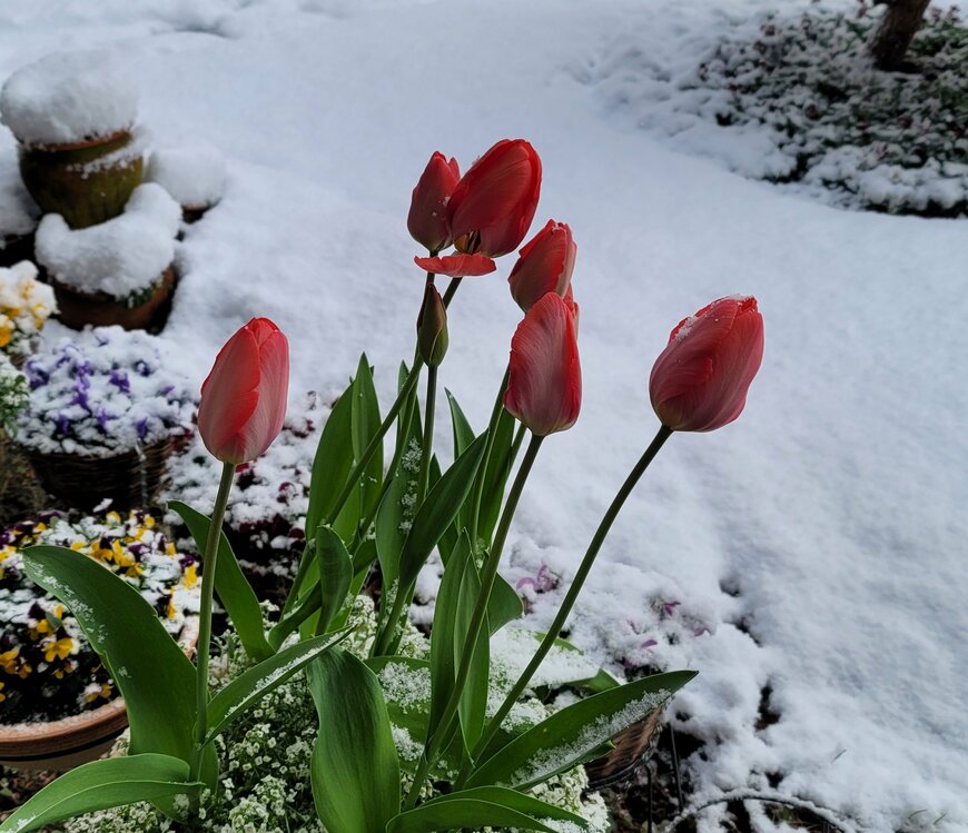 積雪とチューリップ！あり得ない構図ですが自宅で実現しましたの著者撮影写真