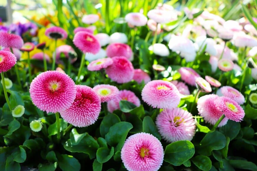 ピンクや黄色、白の花が咲く春の花壇