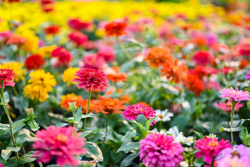 ジニアの花が咲いている。花の色は赤、黄色、ピンク