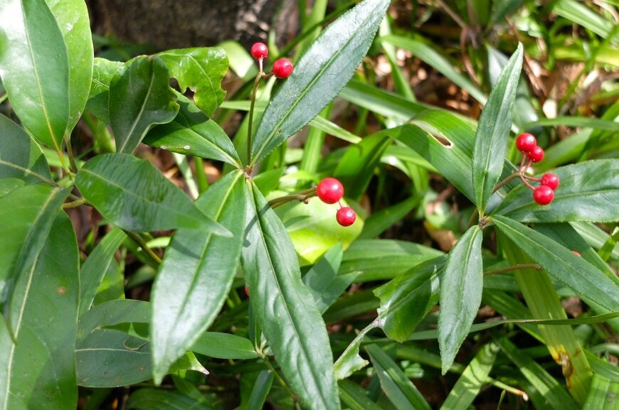 冬に赤い実をつける低木、カラタチバナ