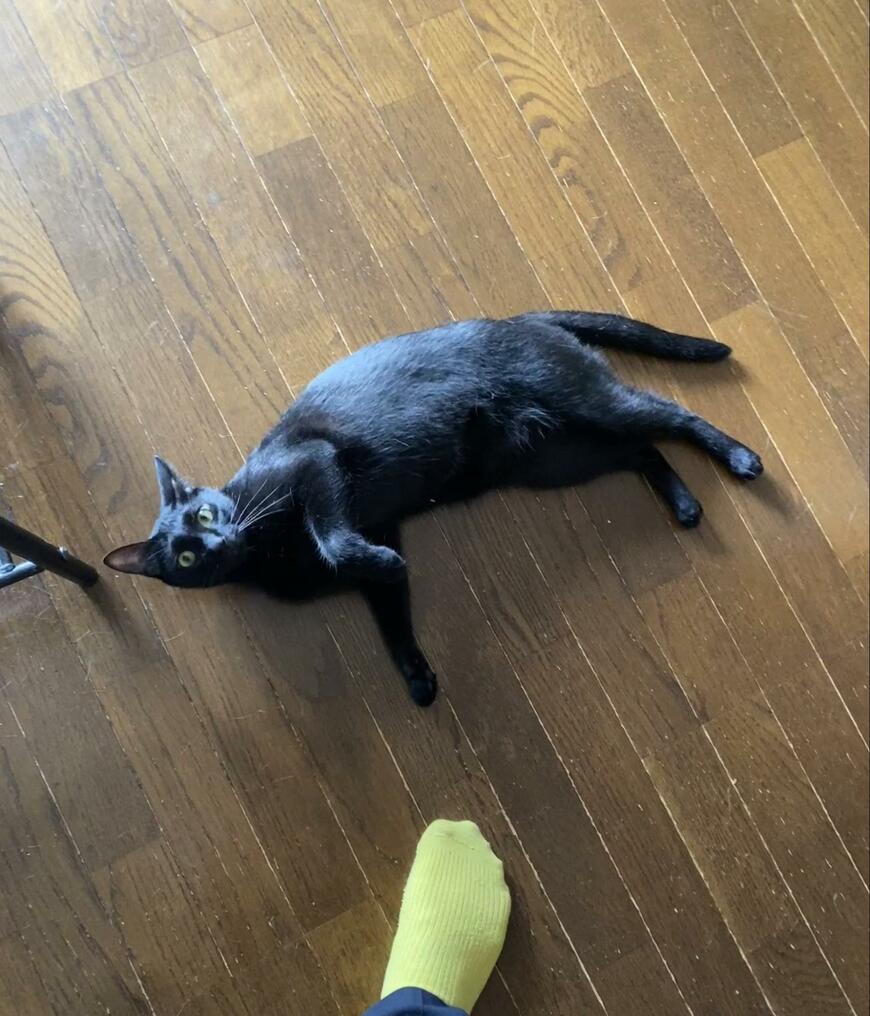 横になる黒猫