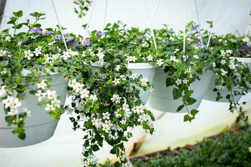 ハンギングプランターで咲く白と青のバコパの花
