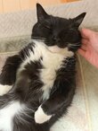【1万いいね】「私の仕事は、この寝顔を守ること」猫ちゃんの尊い寝顔と飼い主の決意に反響続々