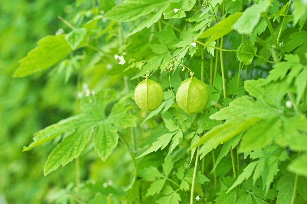 【ガーデニング】グリーンカーテン〈おすすめ植物3選〉&ふさふさカーテンにする秘訣 初夏の今からでも間に合う!植え付けて涼しい夏を | LIMO ...