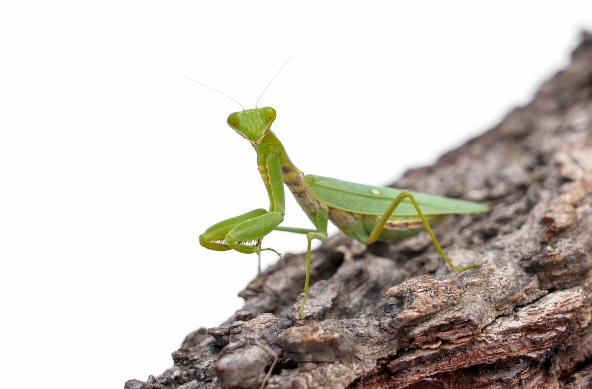 自動車のフロントガラスに出現した「カマキリが巨大化？」 奇跡の1枚に