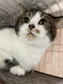 「飲んだんだね、わかるよ…」隠しきれていない「猫の口元」に1万5000いいね