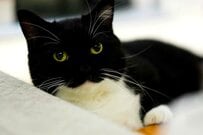 「どこ見てるん……？」絶妙な表情の猫ちゃん出現！何も考えてなさそうな顔が話題