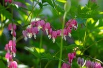 【ガーデニング】狭い花壇、日当り悪い庭でもキレイに育つ「多年草・一年草3選」ガーデニングアルバム＜写真付きで紹介＞