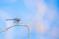 昆虫マニアが発見した「珍しいトンボの姿」に思わず二度見　独特なフォルムに「見たままの名前」