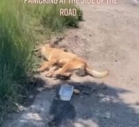炎天下のなか道路脇で動けない犬を救助 病院で熱中症に加え“頭蓋骨と脚の骨折”も判明し、手術を受け無事に回復