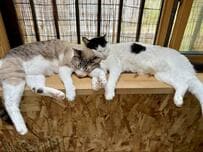 2匹の先輩猫に甘えたくて近づく子猫　先輩猫の対応に思わず感動