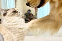 Twitterで話題の、犬に叱られた猫