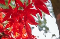 「年金生活者支援給付金請求書」は2026年1月5日までに届くよう申請を！一度手続きしたら、2年目以降の申請は必要あり・なし？