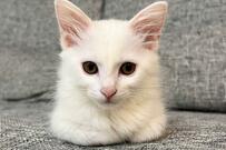 PCのマウスみたい…元捨て猫のコンパクトおててないないに悶絶