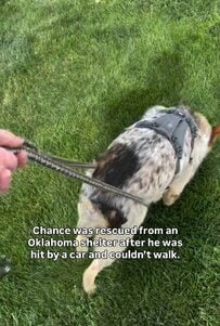 交通事故で歩けなくなった犬　「手術と懸命なリハビリ」を乗り越え回復した姿に感動