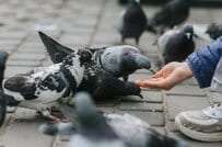 東京都・亀有の公園でお茶を飲んでいると…　ハトたちの想像の斜め上を行く行動に「人間を信じすぎてる」