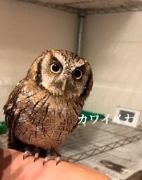 【飼い主の肩に乗るフクロウ】お呼びでしょうか？→すぐに飛んでくる姿が可愛すぎる！