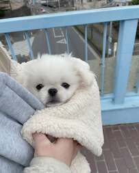 ふわふわの子犬と家族になって4年　貫禄溢れる成長ぶりに思わず驚き！