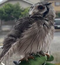 【雨風を浴びるフクロウ】気持ちよさそうな姿にほっこりするも、強めの風で飼い主さんはびしょ濡れ！