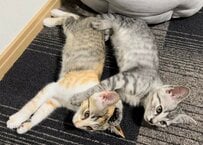 一緒にお迎えした兄妹子猫→4歳を迎えた成長姿にホッコリ！「一気に大人になりましたね」の声