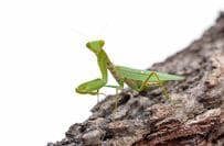 自動車のフロントガラスに出現した「カマキリが巨大化？」　奇跡の1枚に「怖い」「地球防衛軍だ」