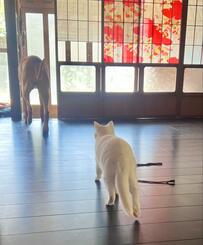 土佐犬とともに育った白猫　まるで「白い土佐猫」のような姿に反響続出