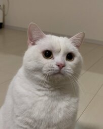 ぷっくりとしたお顔にまんまるなお目目の猫ちゃんの「眉間に皺」！ムッとした表情に6.5万いいね！